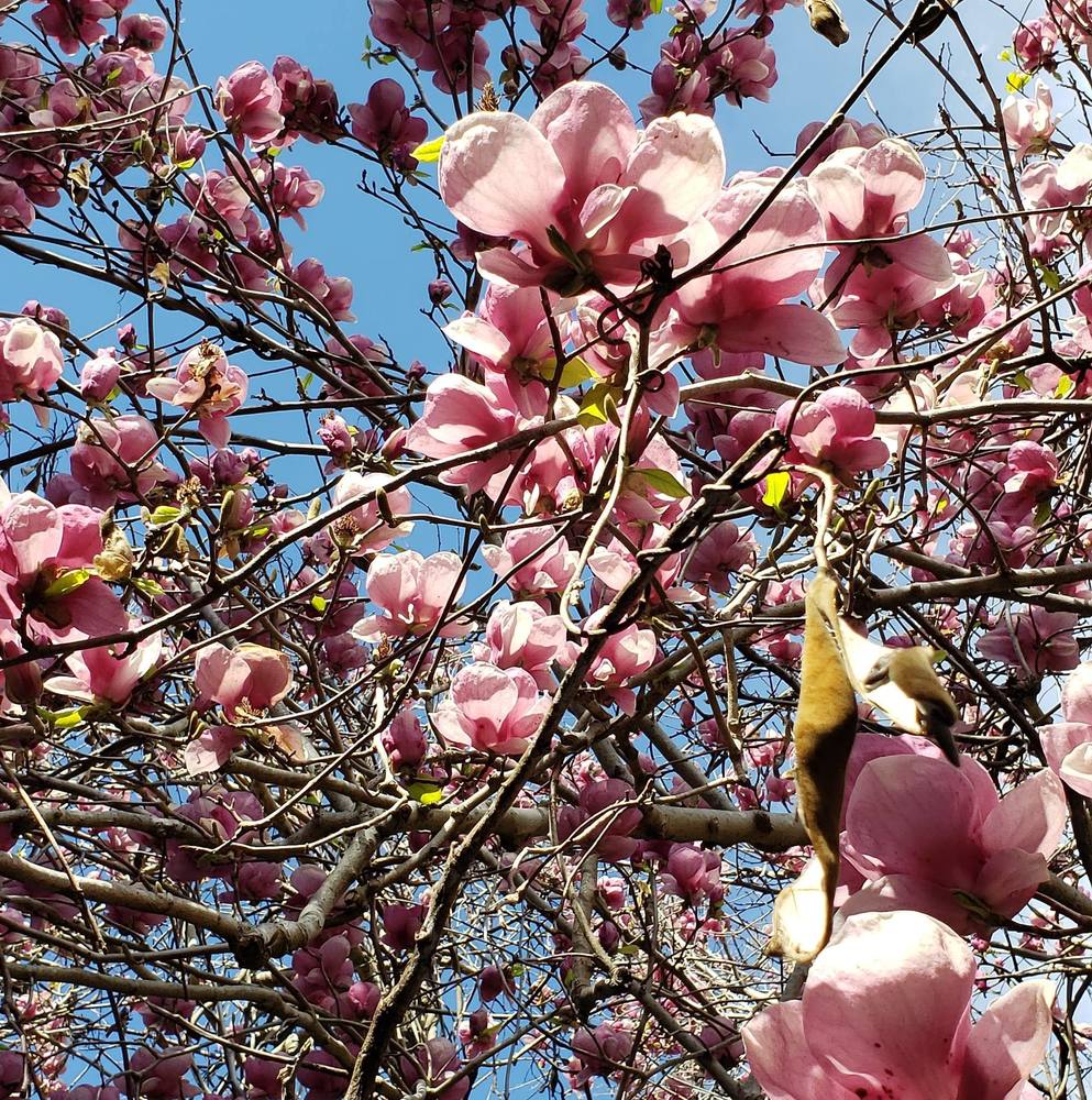 Meet your Posher, Marisa